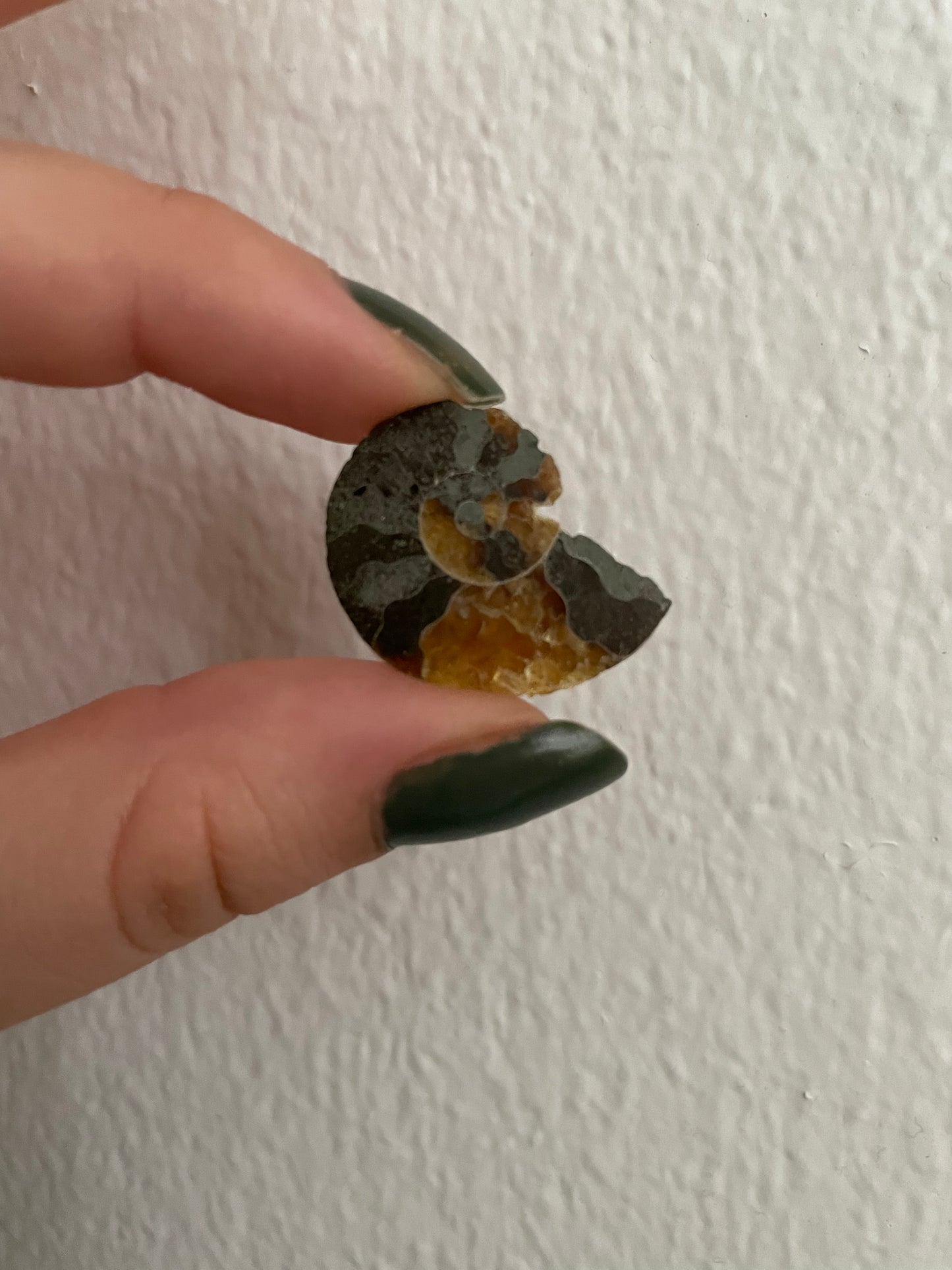 Rainbow Ammonite Fossil