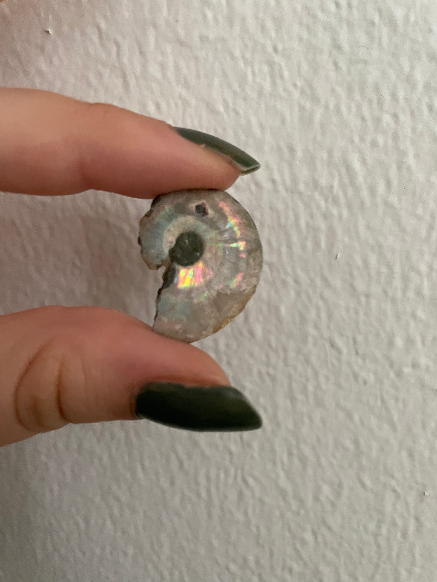 Rainbow Ammonite Fossil
